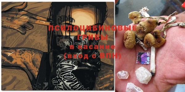 дмт Богданович